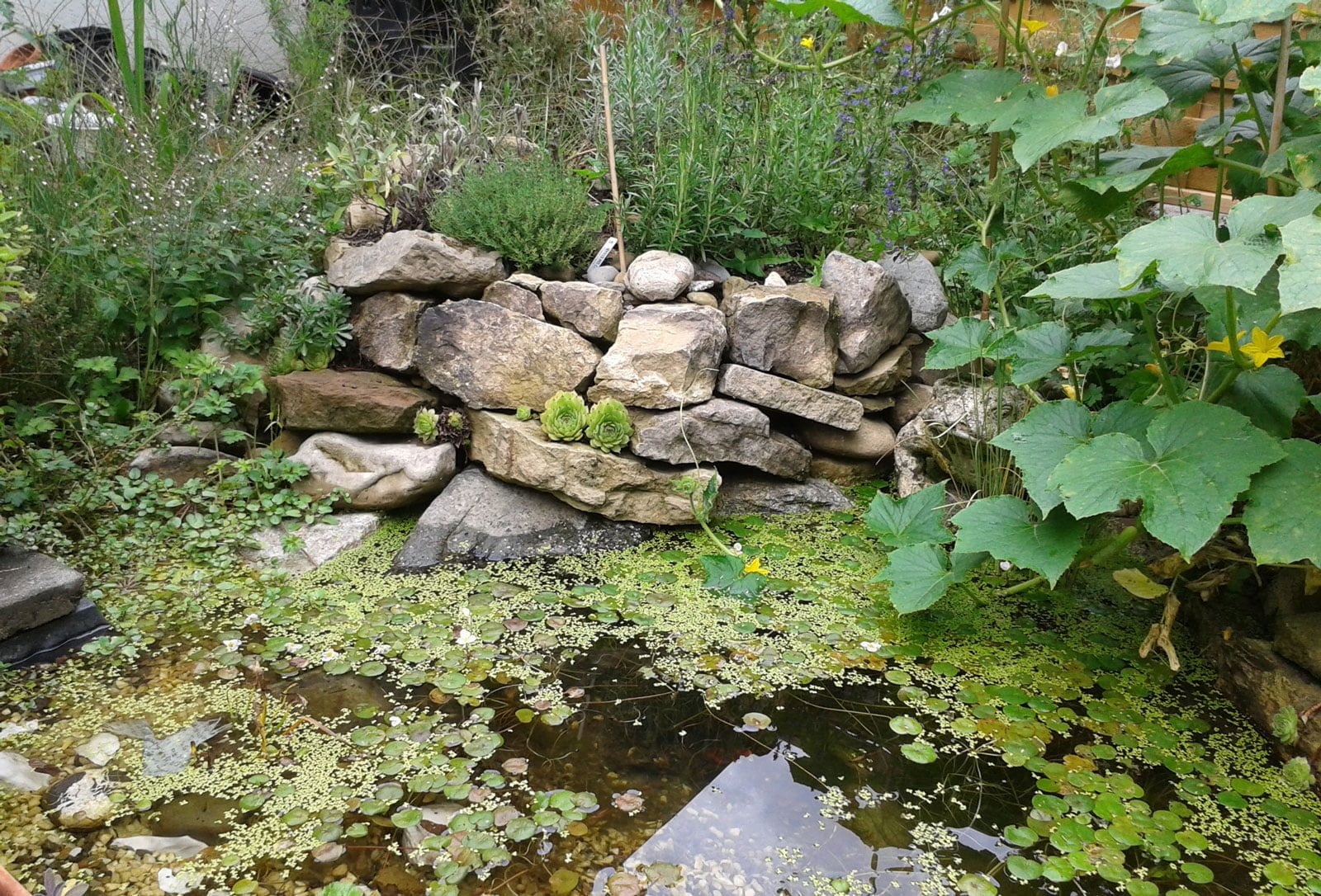 Kräuterspirale mit Teich in einem Kleingarten