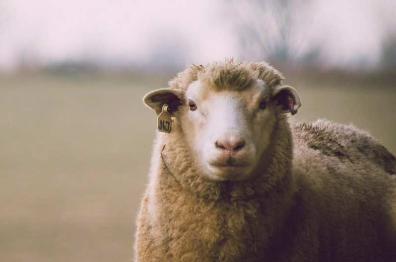 Vorschaubild Schafwolle